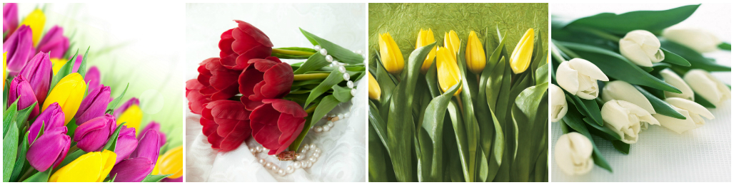 Букет тюльпанов: легенды и значение