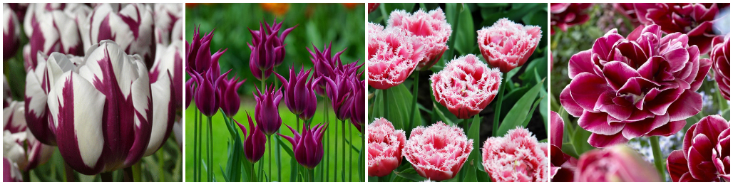 Букет тюльпанов: легенды и значение