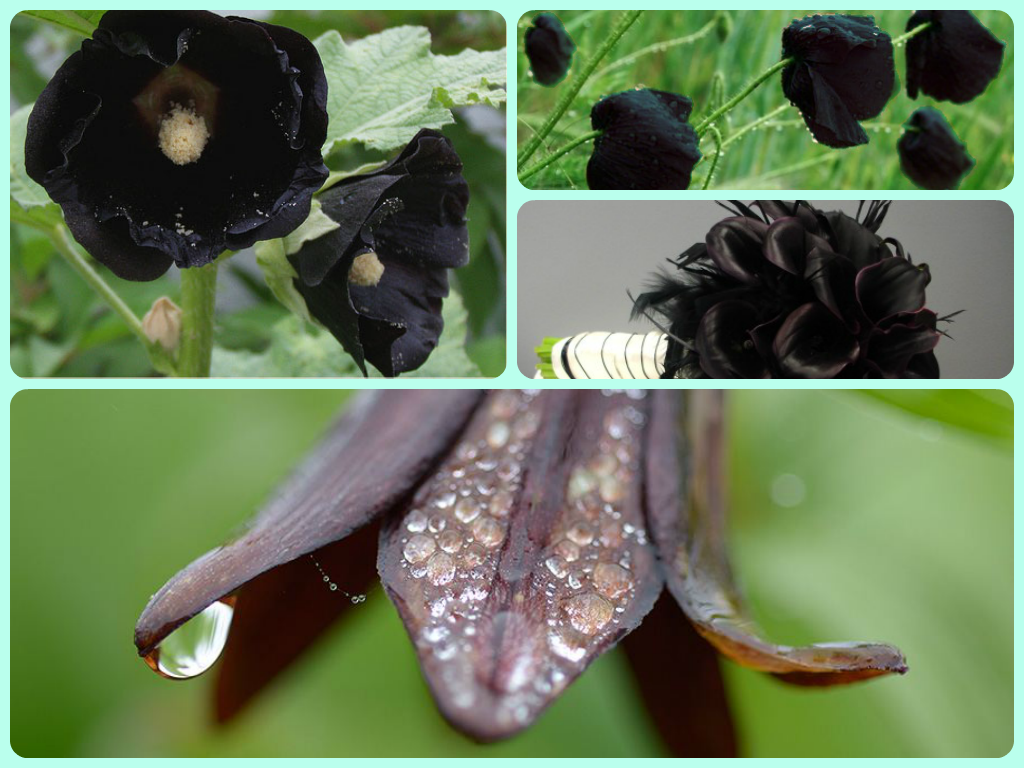 Чёрные цветы