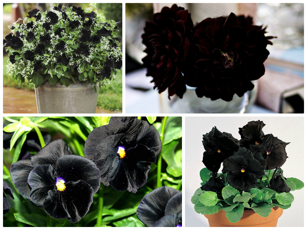 Чёрные цветы