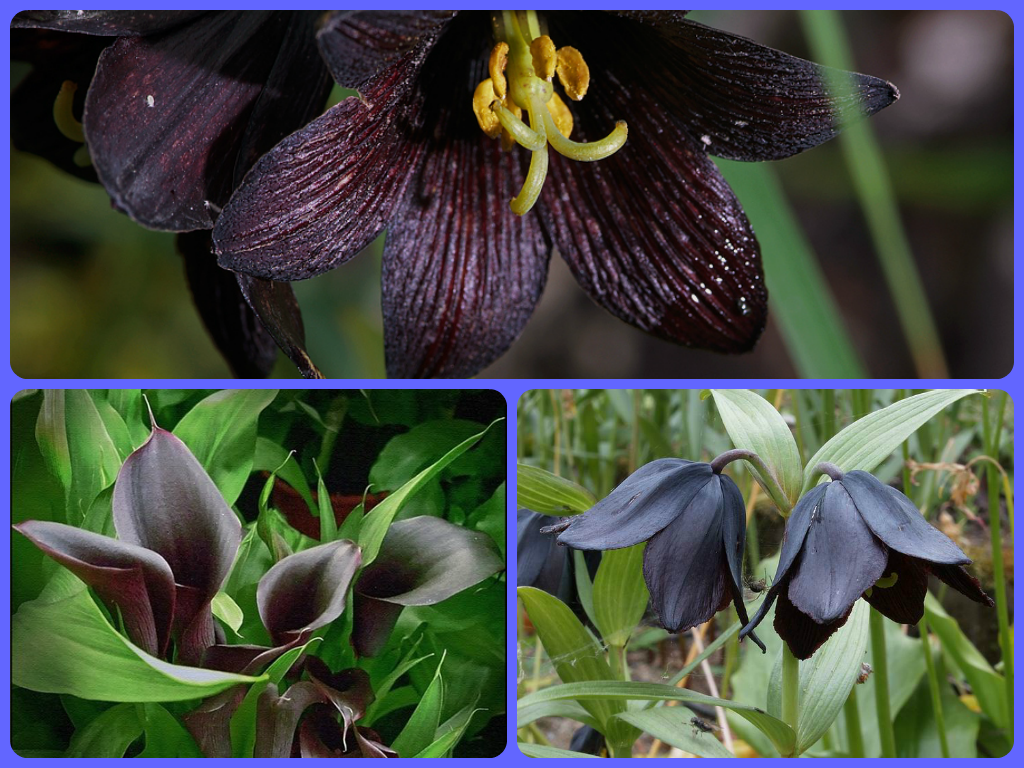 Чёрные цветы