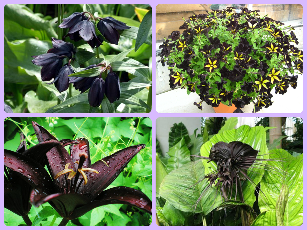 Чёрные цветы