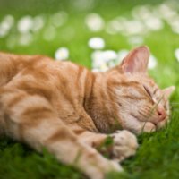 Что человеку красиво, то коту - смерть. Цветы и животные (1 часть)