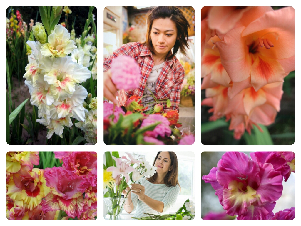 Чудные осенние цветы гладиолусы