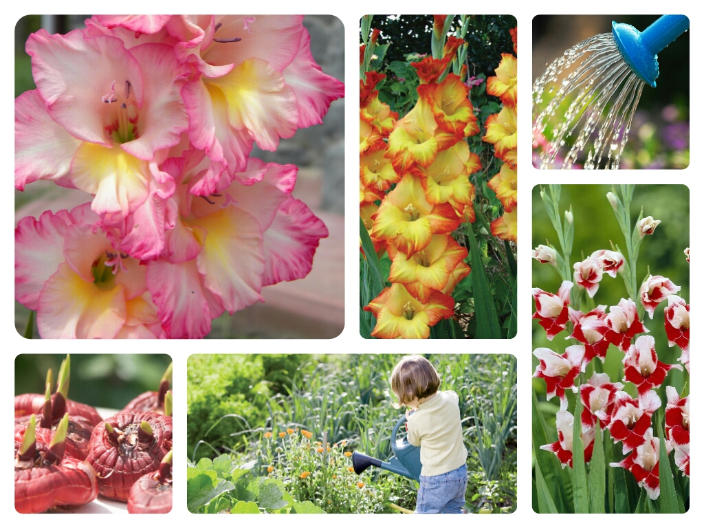 Чудные осенние цветы гладиолусы