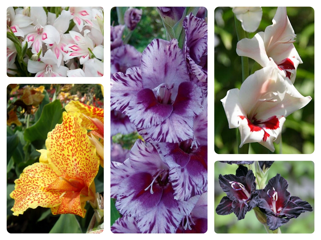 Чудные осенние цветы гладиолусы