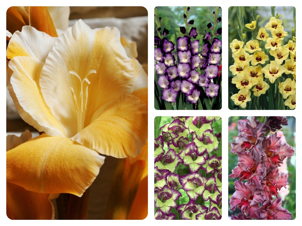 Чудные осенние цветы гладиолусы