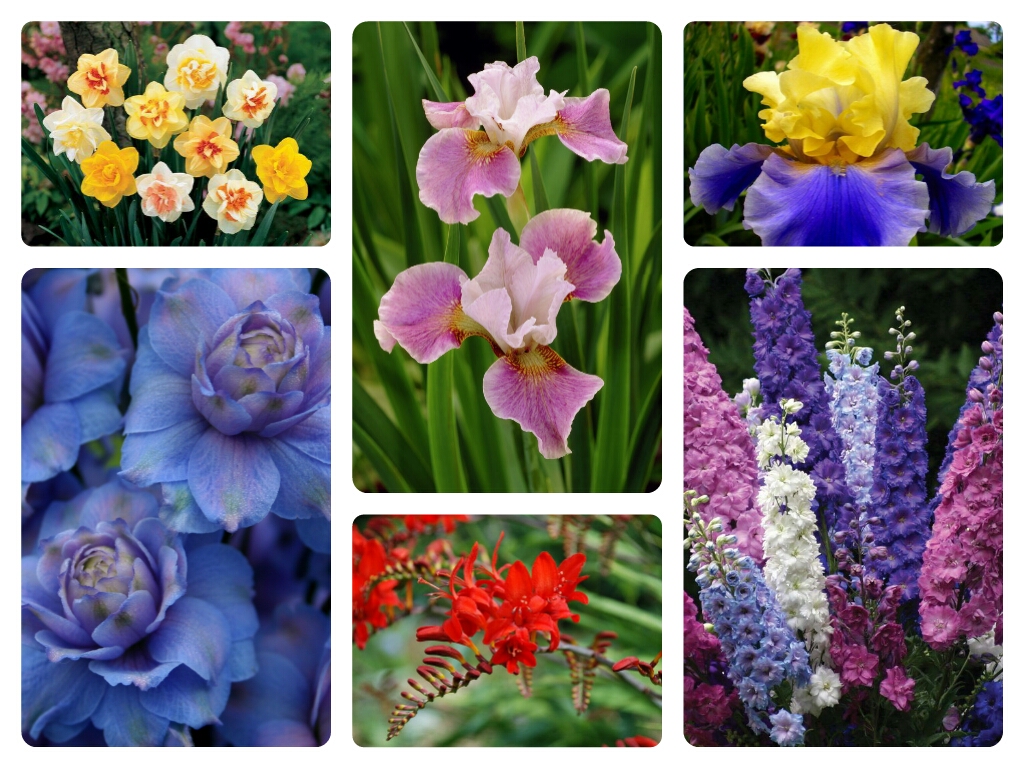 Чудные осенние цветы гладиолусы