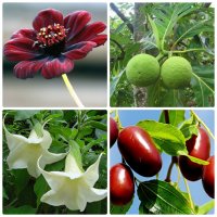 Чудо-растения: подборка цветов с самыми необычными свойствами