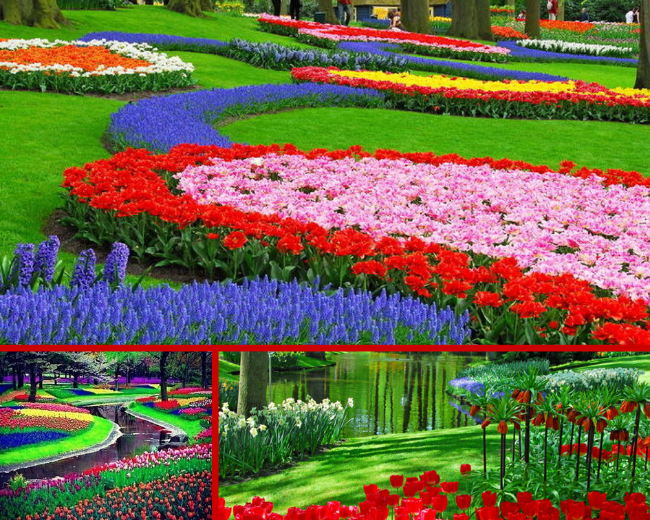 Цветочные поля и поляны, Голландия