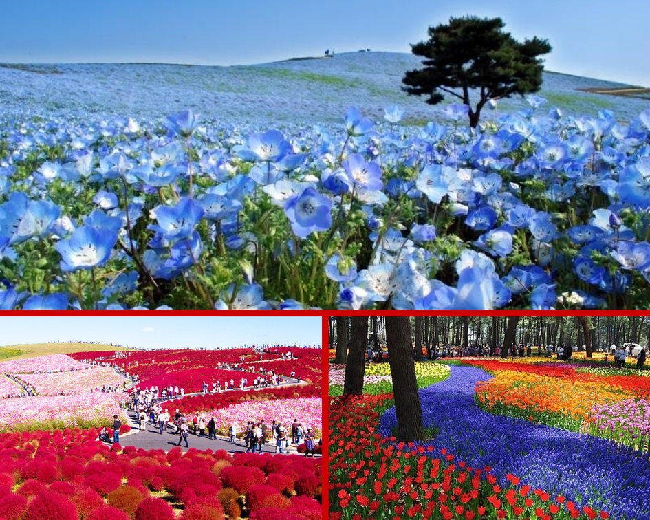 Цветочные поля и поляны, Япония