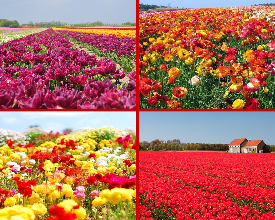 Цветочные поля и поляны