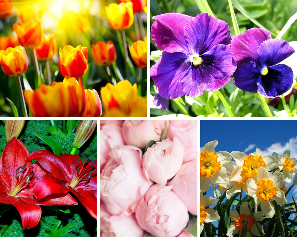 Цветочные традиции Франции - красивые цветы Цветочные традиции Франции - красивые цветы