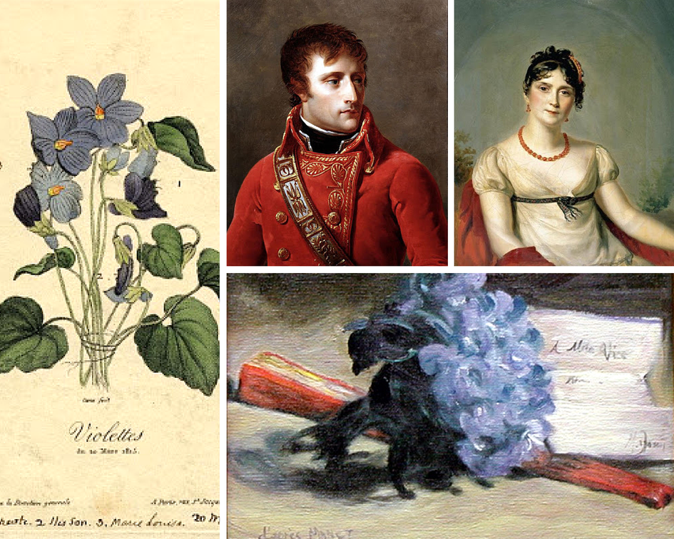 Цветочные традиции и обычаи Франции - фиалка Цветочные традиции и обычаи Франции - фиалка