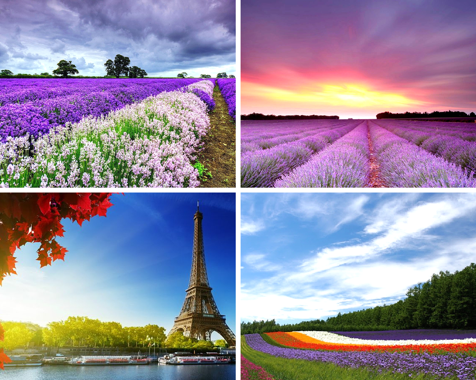 Цветочные традиции Франции - лаванда и Прованс Цветочные традиции Франции - лаванда и Прованс