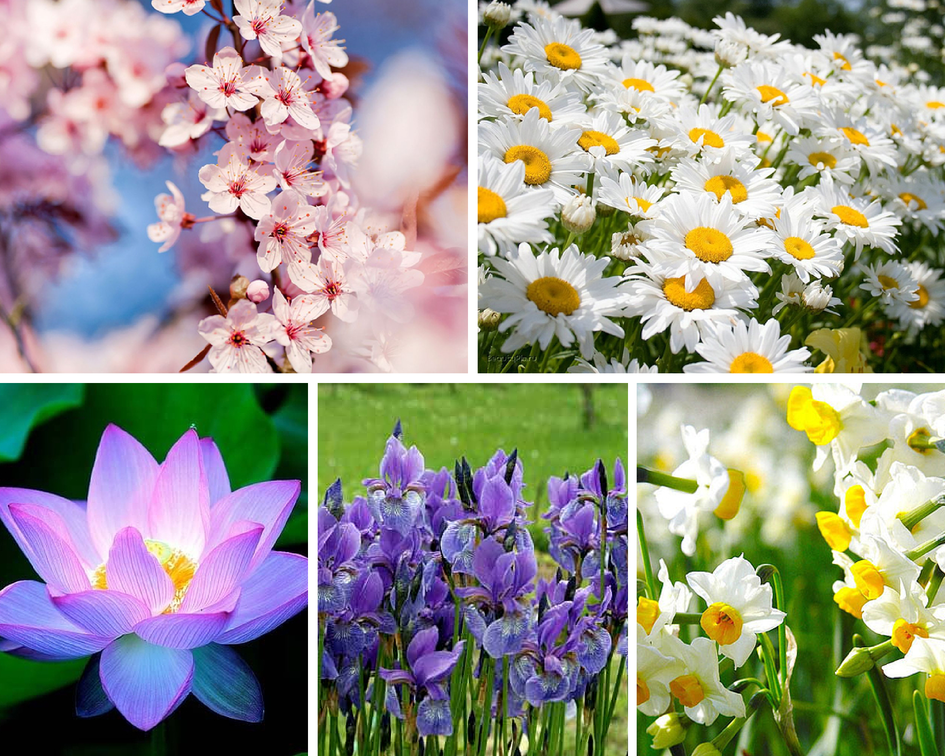 Цветочные традиции Японии