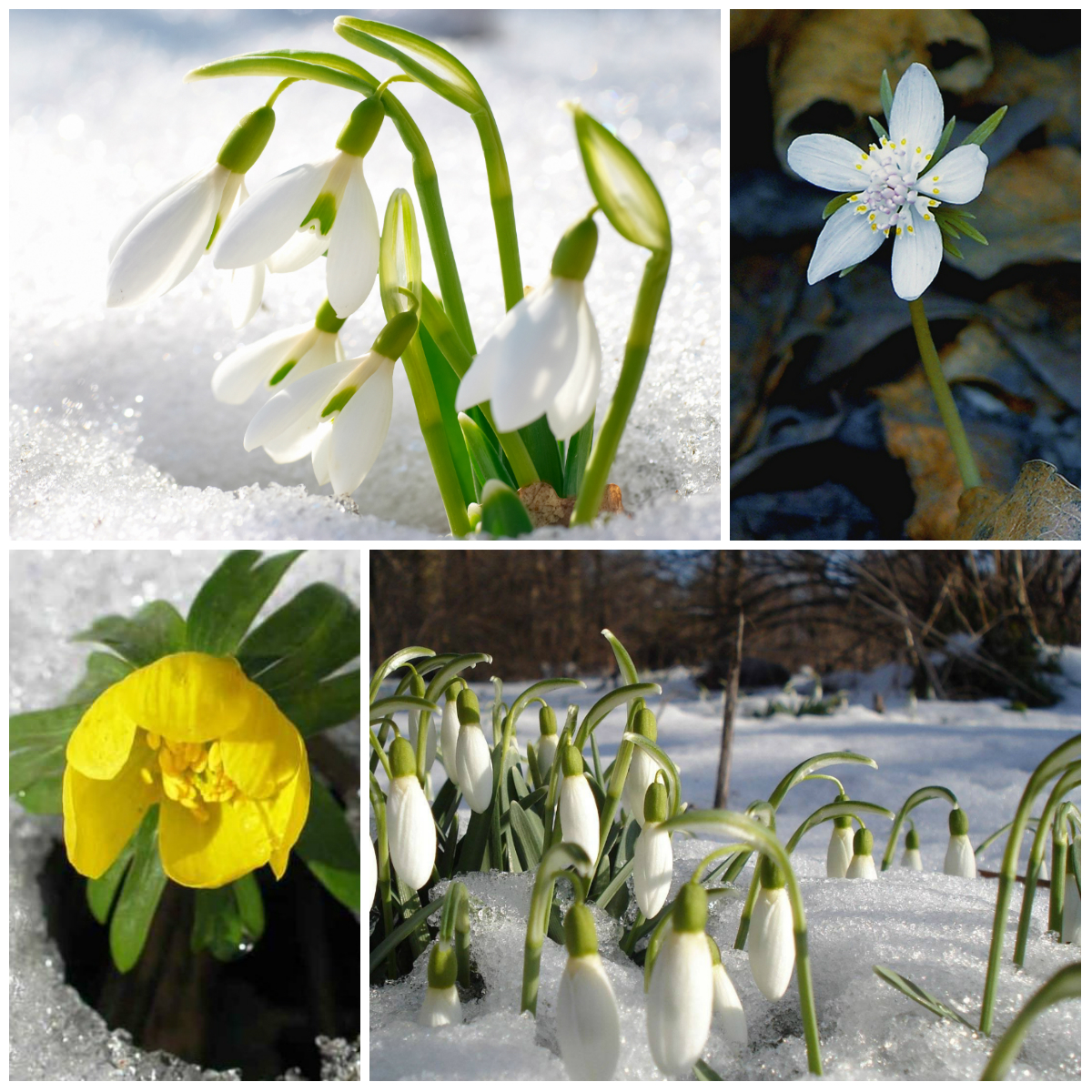 Цветы ранней весны