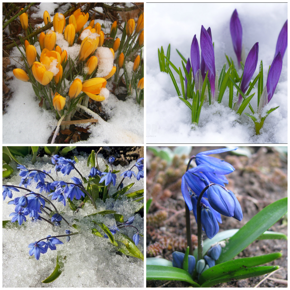 Цветы ранней весны