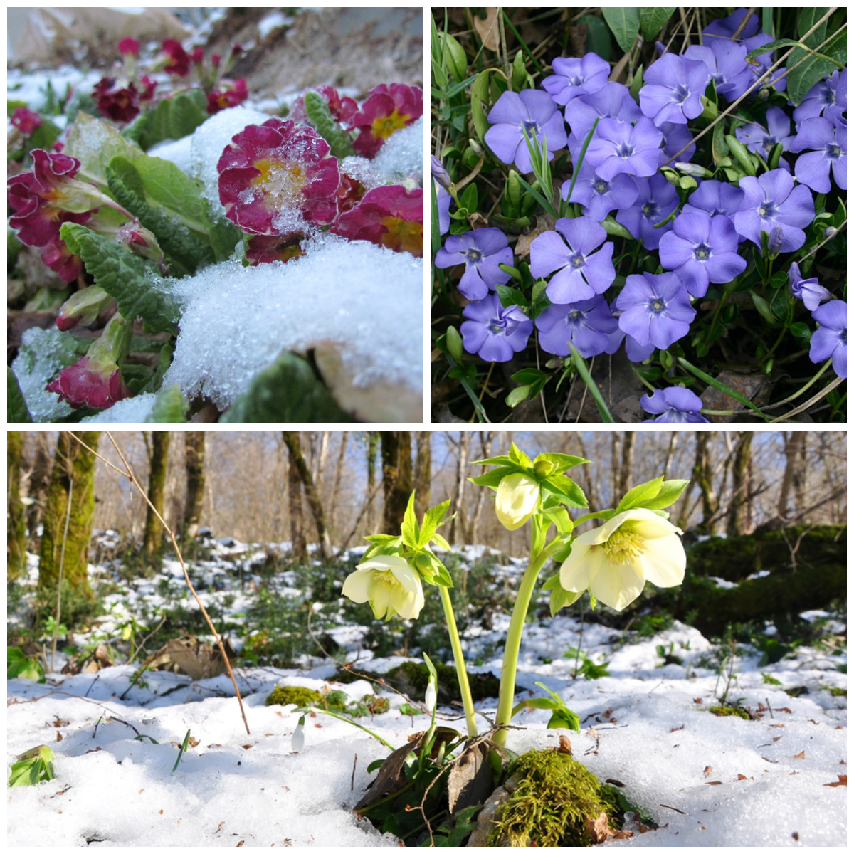 Цветы ранней весны