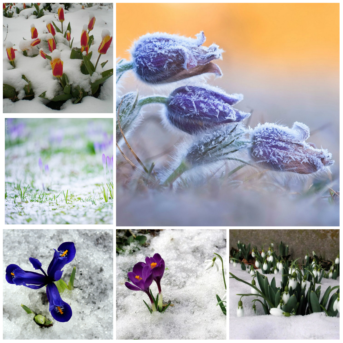 Цветы ранней весны