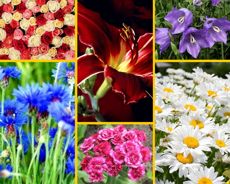 Цветы и гадания