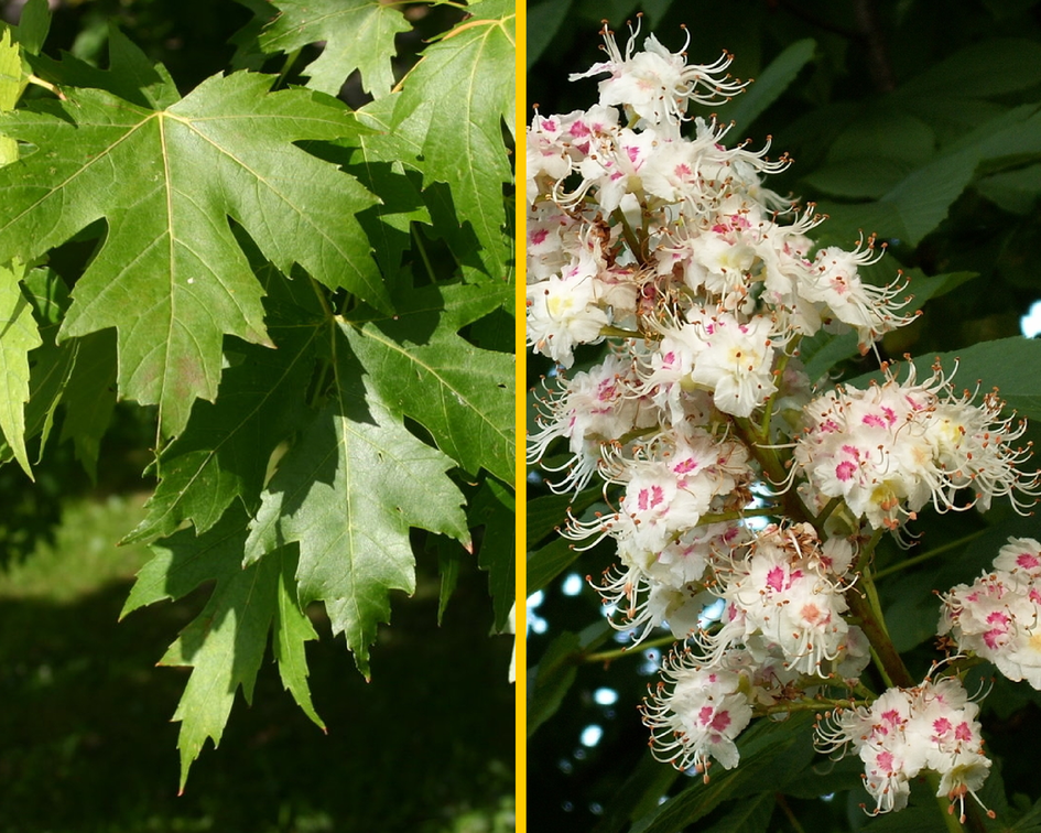 Цветы, которые плачут