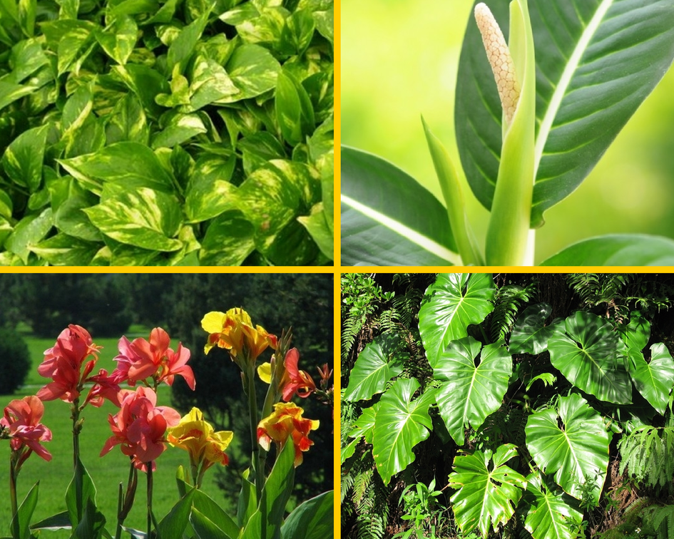 Цветы, которые плачут