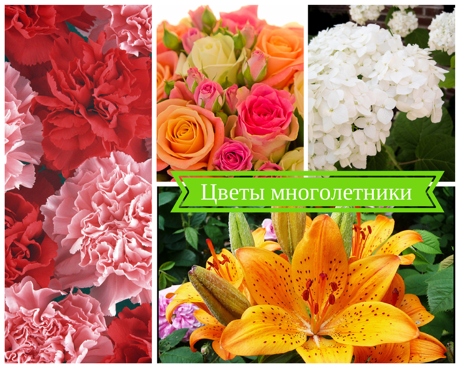 Цветы, которые цветут все лето
