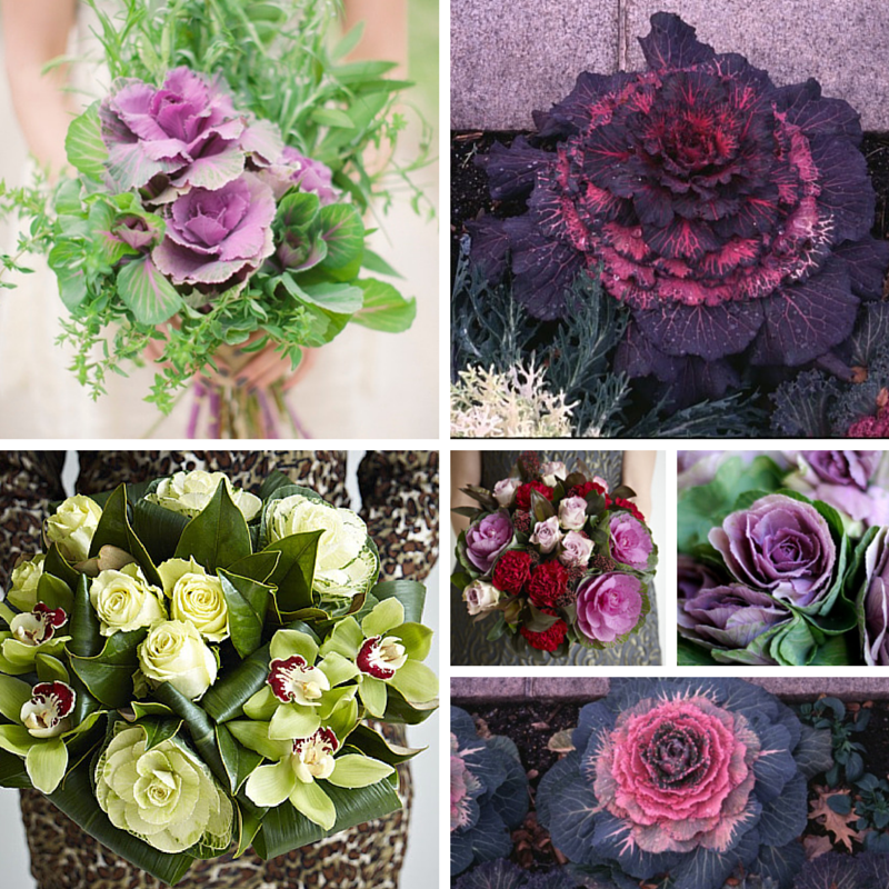 Декоративная капуста брассика