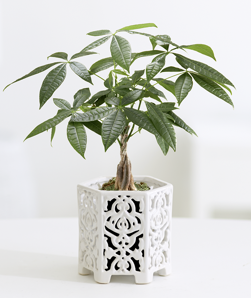 Денежное дерево Денежное дерево