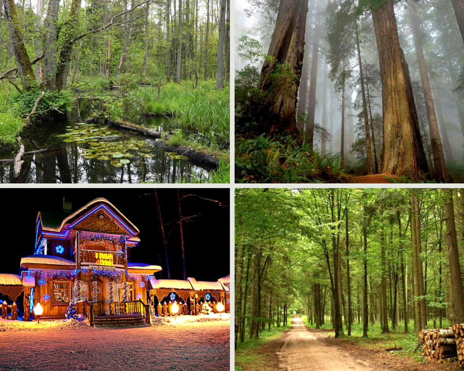 Дивная Беларусь: самые бескрайние леса, самые чистые в мире озёра...