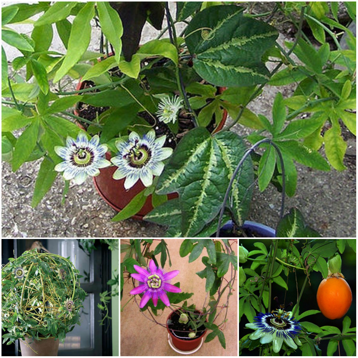 Домашняя лиана пассифлора