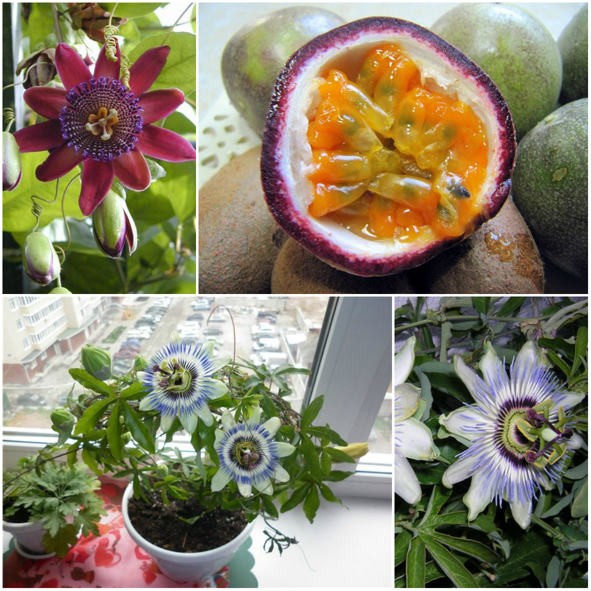 Домашняя лиана пассифлора