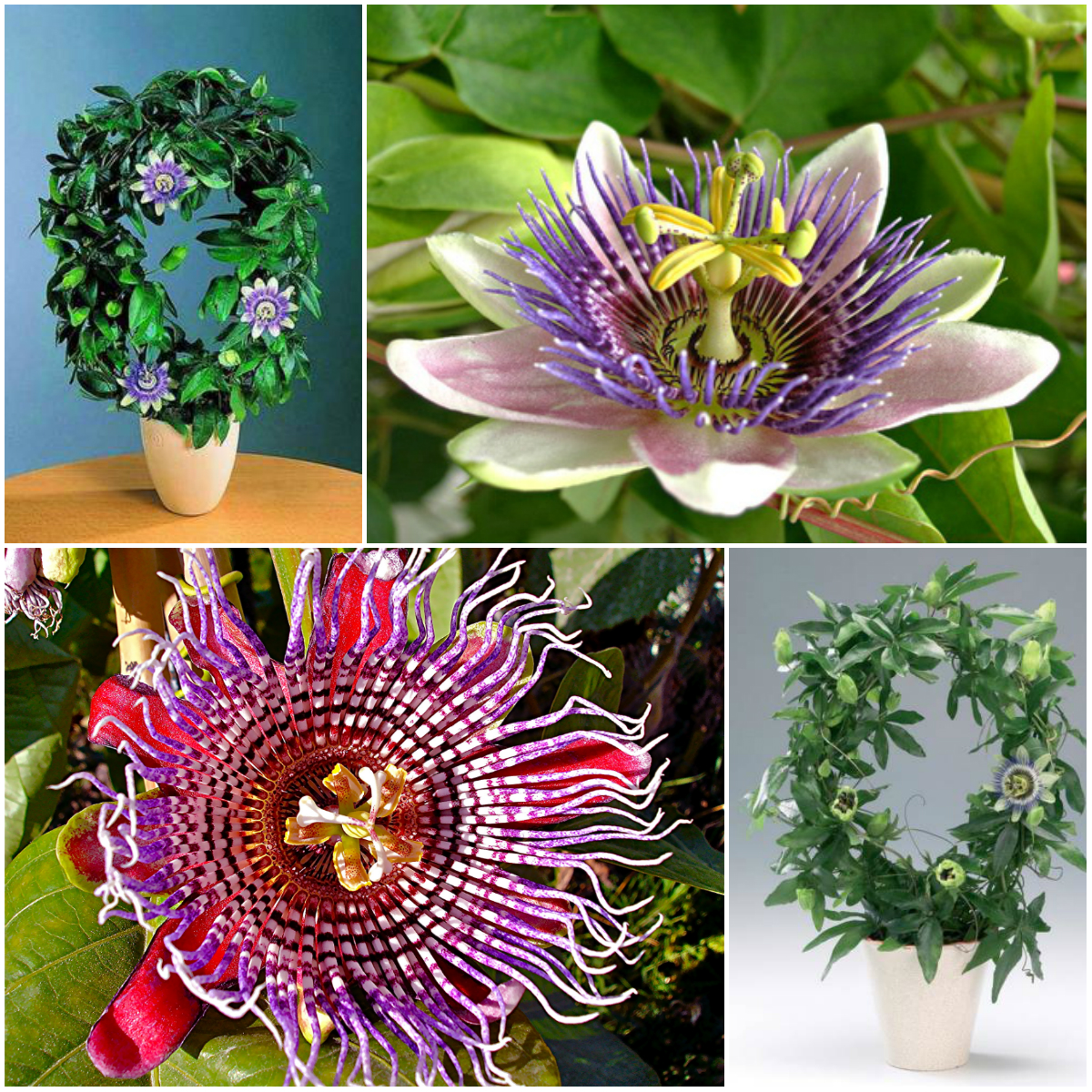 Домашняя лиана пассифлора