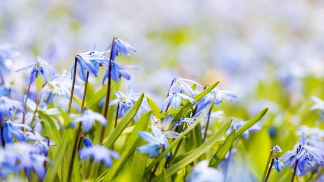 Как фотографировать цветы: часть 2