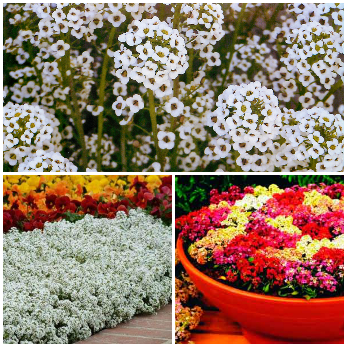 Flower Carpet in the Garden from Alyssum