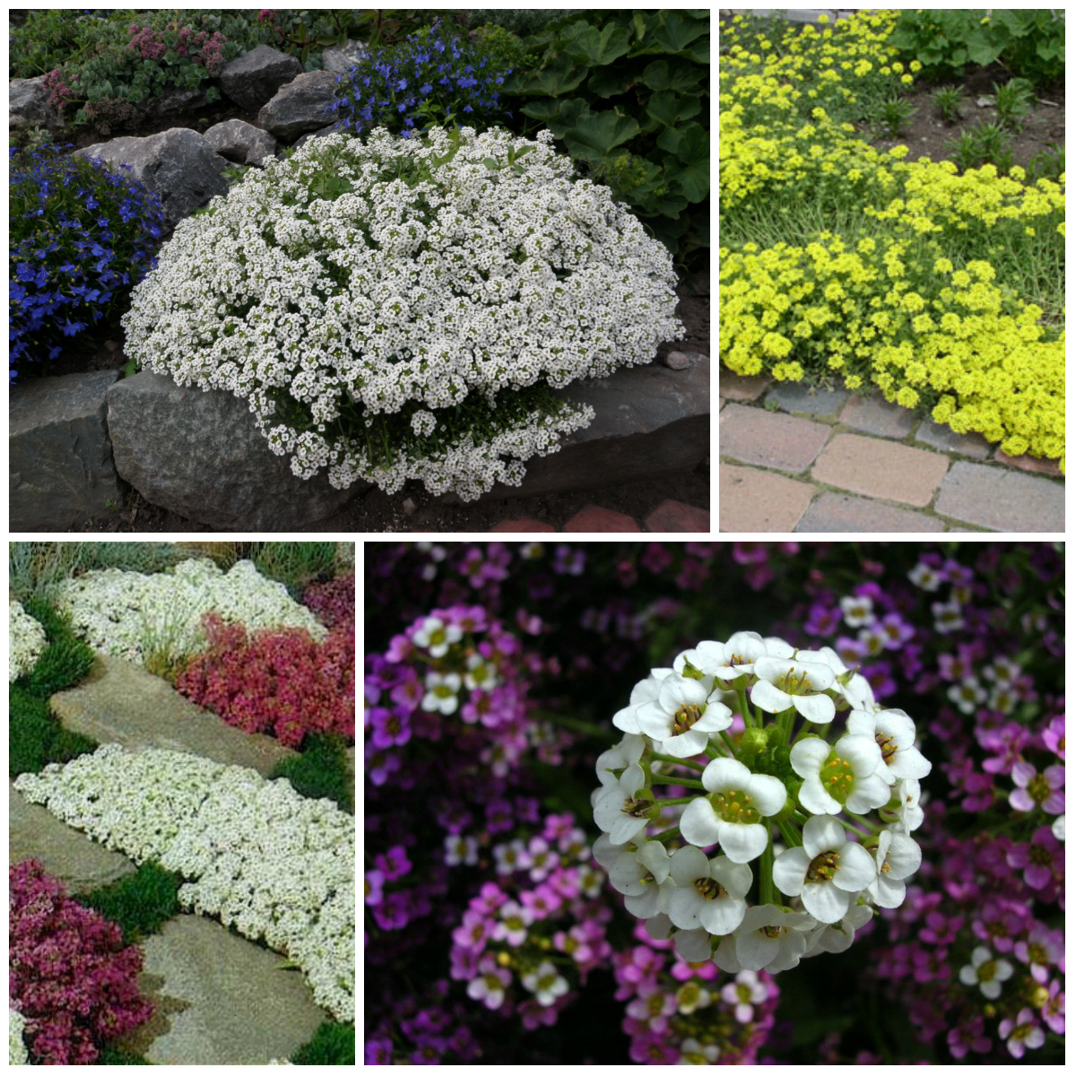 Flower Carpet in the Garden from Alyssum