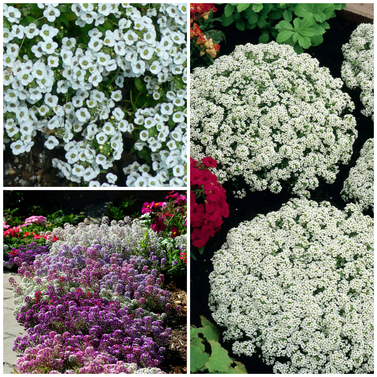 Flower Carpet in the Garden from Alyssum