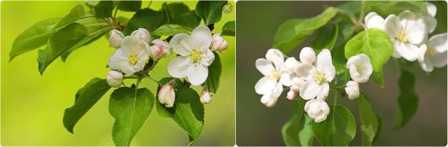 Как фотографировать цветы: часть 1