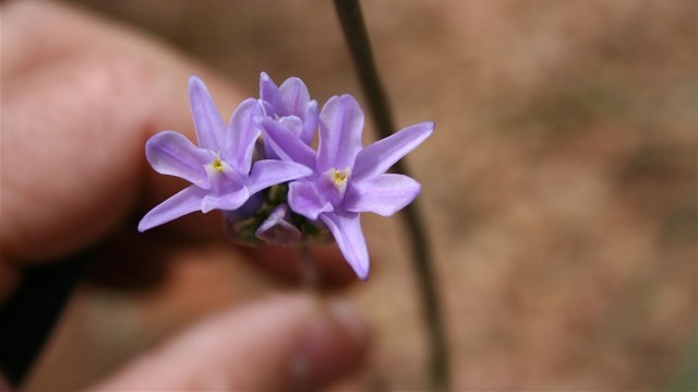 Как фотографировать цветы: часть 2