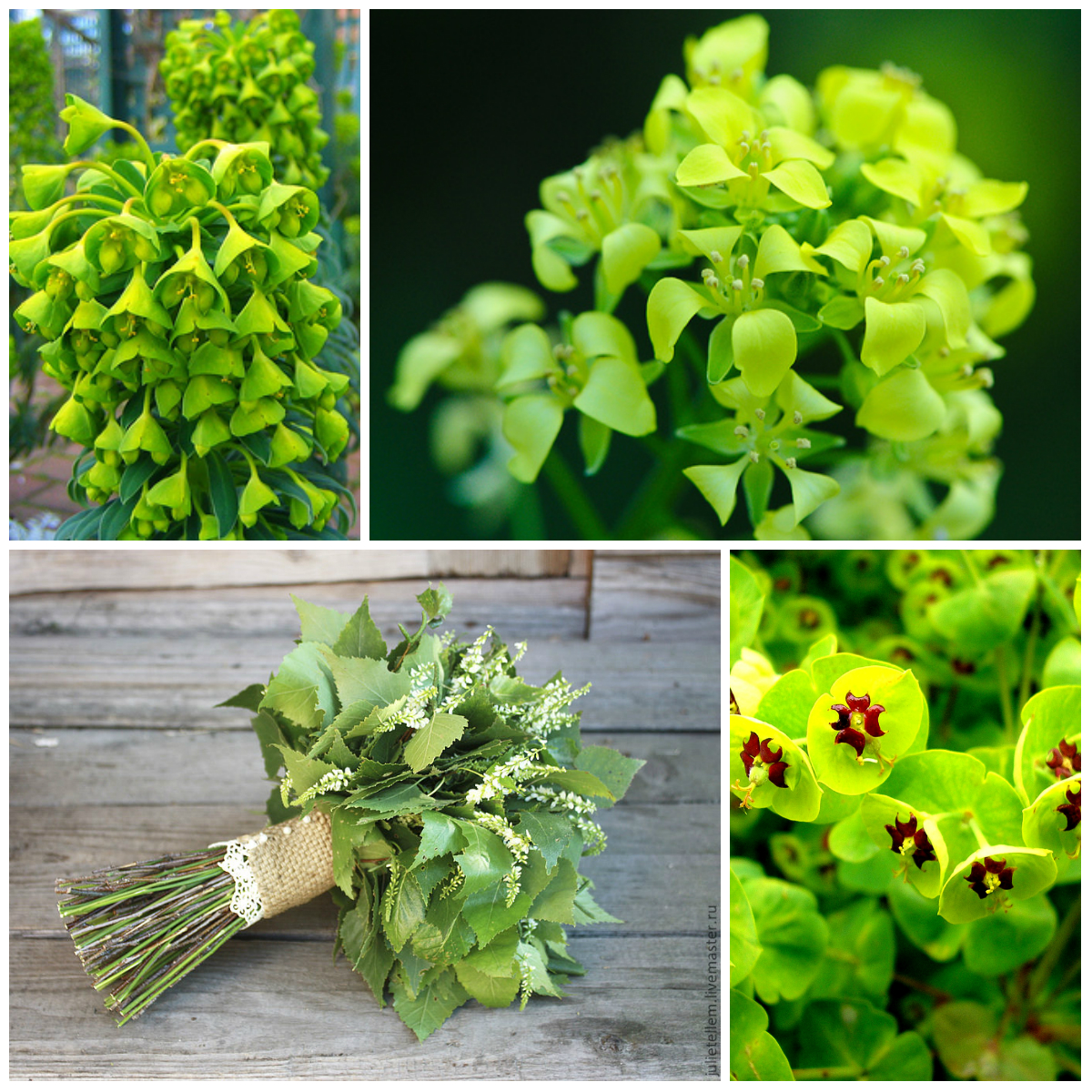 Green color: a remedy for stress