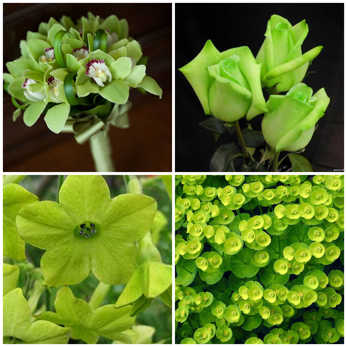 Green color: a remedy for stress