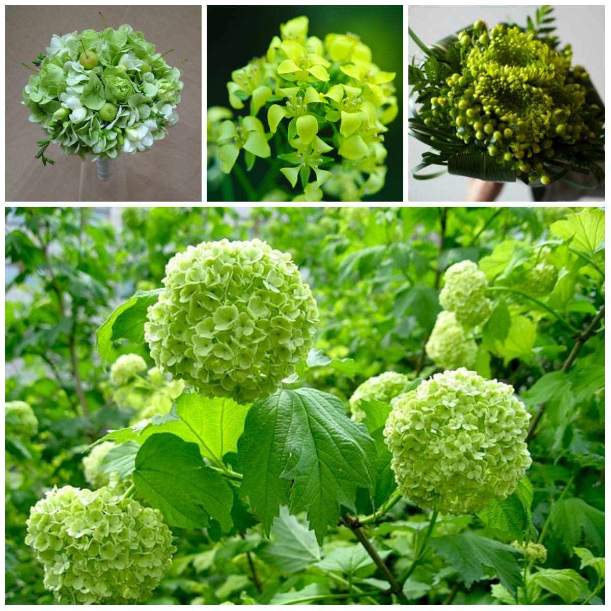 Green color: a remedy for stress