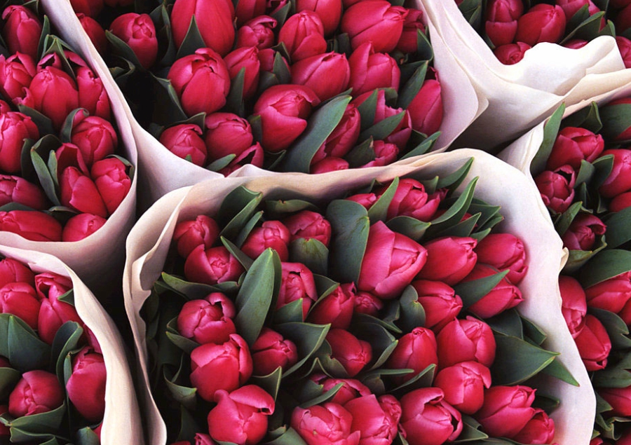 Тюльпаны Тюльпаны