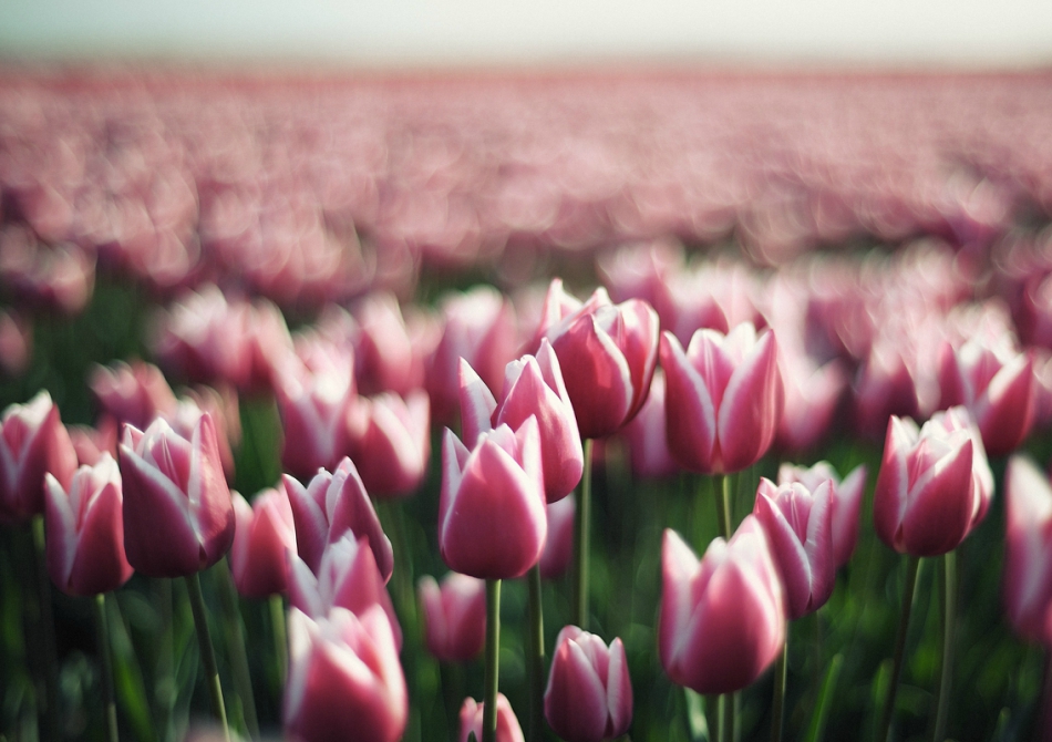 Удивительный тюльпан Удивительный тюльпан