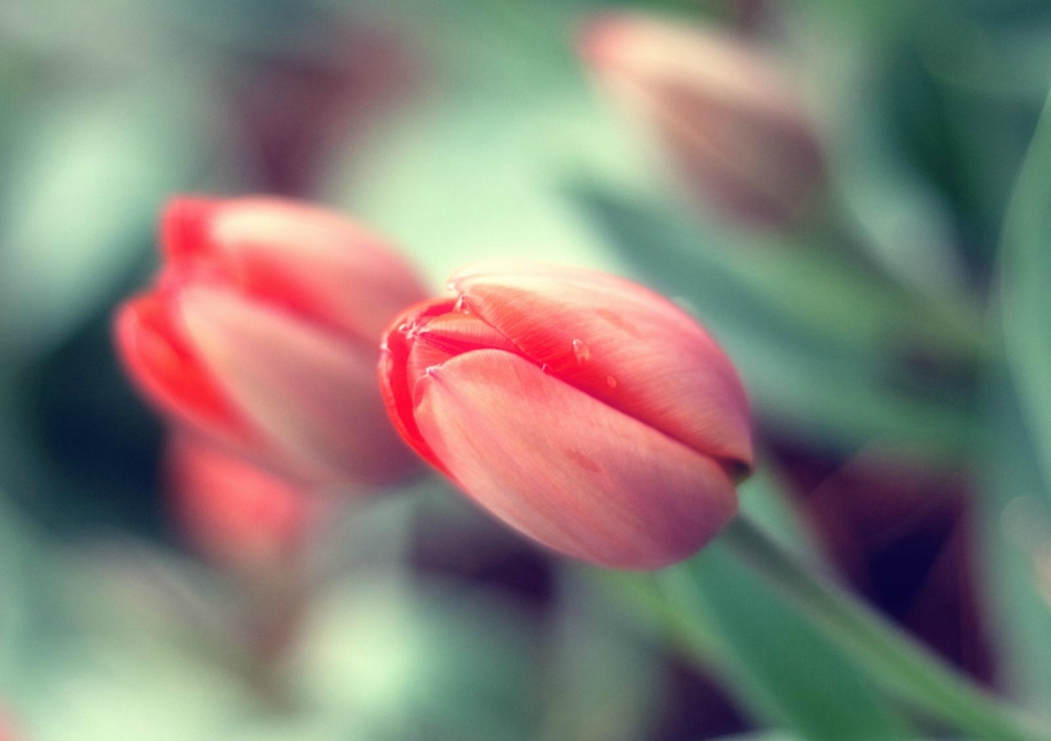 Тюльпан Тюльпан