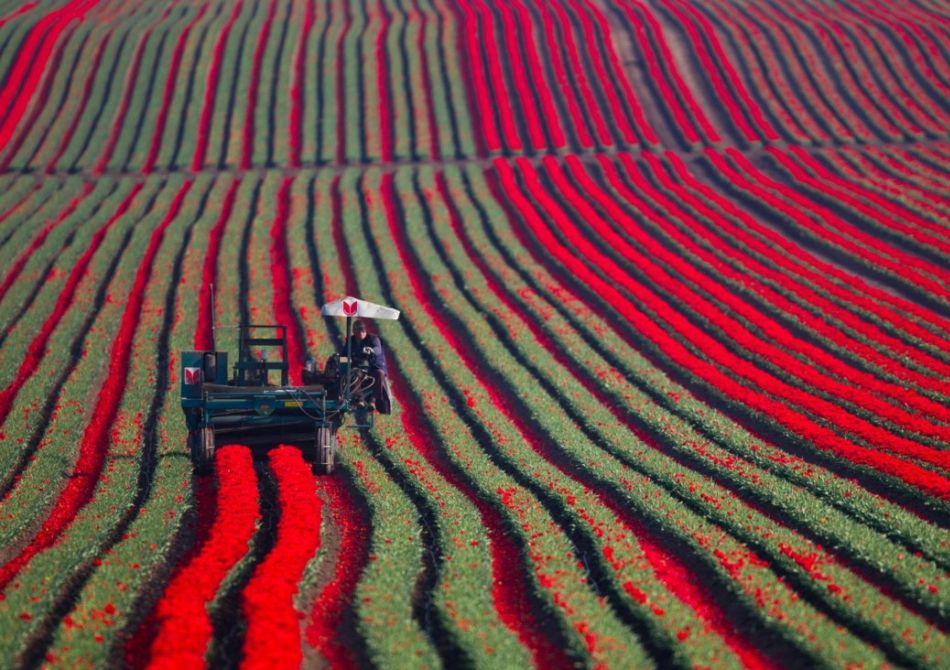 Плантации тюльпанов в Голландии Плантации тюльпанов в Голландии