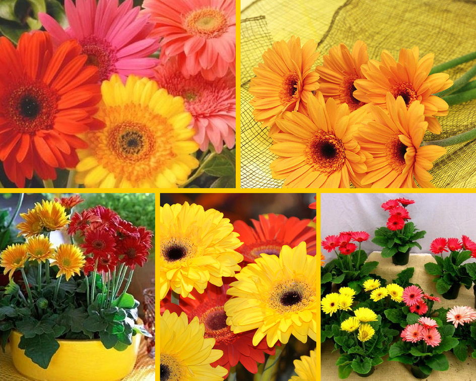 Герберы: секреты выращивания