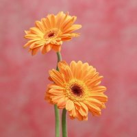 Герберы – символы солнца, радости и тепла (большие фото!)