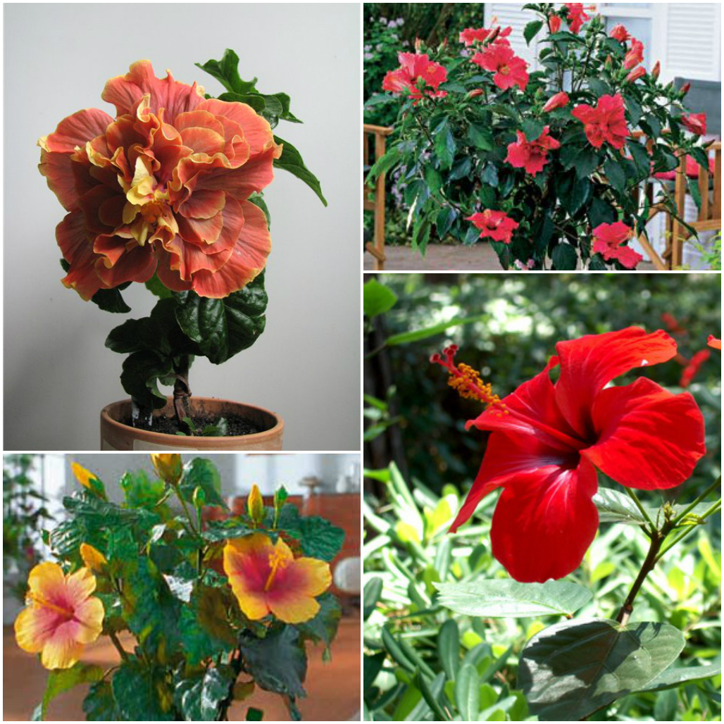 Гибискус: целебная сила и красота